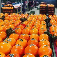 نیروی کارگر خانم