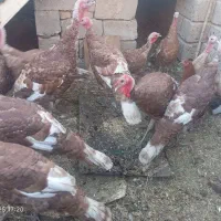 بوقلمون|حیوانات مزرعه|میاندوآب, |دیوار