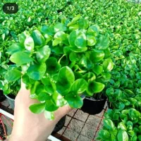 فروش سبزه عید