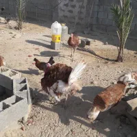 تخم بوقلمون نطفه دار