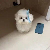 هاپو فنجونی