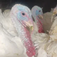 بوقلمون گوشتی و ارگانیک