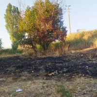 خریدانواع درخت