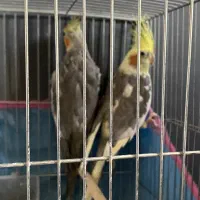 عروس هلندی نر