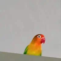 طوطی‌برزیلی‌‌ماده