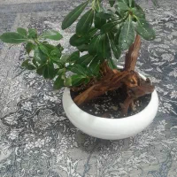 گل بنسای میخک|گل و گیاه طبیعی|مشهد, سپاد|دیوار