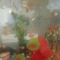 فروش ماهی های آنجل گوپی کالریدو زبرا و کرویدوارس