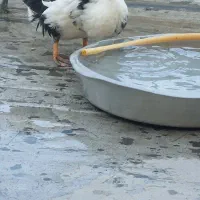 اردک