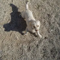 سه تا سگ پاپی|سگ|شاهین‌شهر, حاجی آباد|دیوار