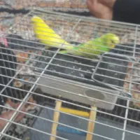 مرغ عشق زیبا