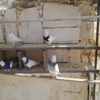 فروش تعدادی طوقی مشکی ابری قرمز