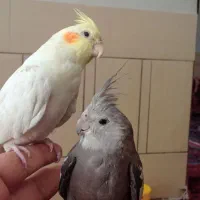 مرغ عشق وعروس هلندی