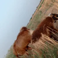 دوراس فروشی قوچ و بز نر