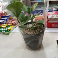 گل خونگی ، گل آپارتمانی|گل و گیاه طبیعی|قرچک, شهرک مهستان|دیوار