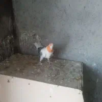 کفتر جوحه کشی