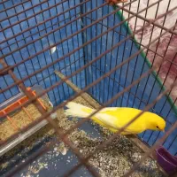 دوتا قناری نر