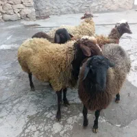 کاور گوشتی|حیوانات مزرعه|دهگلان, |دیوار