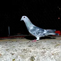 کبوتر نر سوراخ