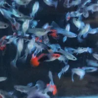 فروش ماهی بیگیر زیر قیمت بازار...