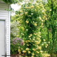 خدمات امور باغبانی گلکاری باغچه کاری هرسکاری کودهی|خدمات باغبانی و درختکاری|پردیس, فاز ۴|دیوار