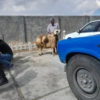 قصاب ذبح|خدمات پذیرایی، مراسم|اراک, |دیوار