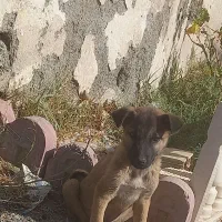 توله مالینویز|سگ|کرج, کوی کارمندان شمالی|دیوار