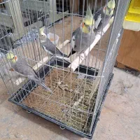 دوجفت عروس هلندی ابلغ