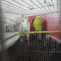 مرغ عشق کاشانی بالغ|پرنده|زاهدان, |دیوار