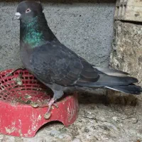 زاغ گلکی/سبز نفتی