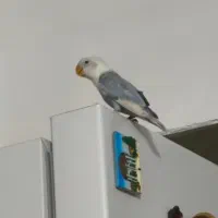 کوتوله برزیلی