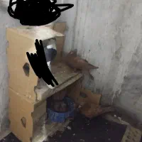 تعدادی کبوتر