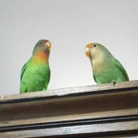 یک جفت کوتوله برزیلی