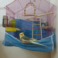 گمشده بامژدگانی عاالی