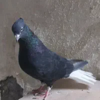 زاغ دم سفید ۱۶ دم‌نر قواره درشت
