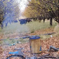 باغ|فروش دفتر صنعتی، کشاورزی، تجاری|سراجو, |دیوار