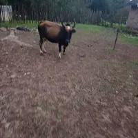 گاو شکمدار|حیوانات مزرعه|توتکابن, |دیوار