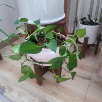 گل طبیعی|گل و گیاه طبیعی|دیواندره, |دیوار