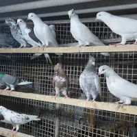 کبوتر غریبگیری|پرنده|قائم‌شهر, |دیوار