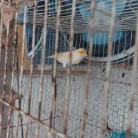 فروش قناری موزایکی|پرنده|آمل, |دیوار