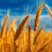 فروش کاه دیم