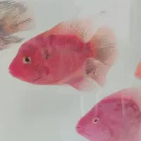 ماهی پرت|ماهی|اصفهان, شهرک کاوه|دیوار