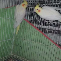 یه جفت عروس هلندی نروماده و یه نر سخنگو