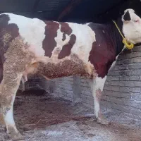 ثبت نام گاواوله قربانی ۷نفره هرسهم ۳۵ تومان گوساله