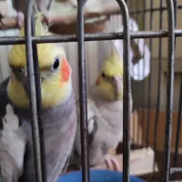 عروس هلندی جوجه و مولد
