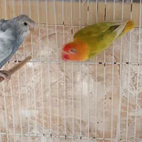 عروس هلندی مولد|پرنده|چابهار, |دیوار