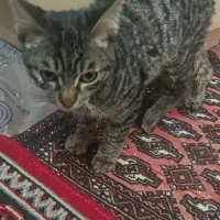 بچه گربه نیاز به سرپرست|گربه|مشهد, شهرک امام هادی (شهرک غرب)|دیوار