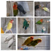 ۷جفت مولد با۴تاجوجه فوری تا۱۲شب