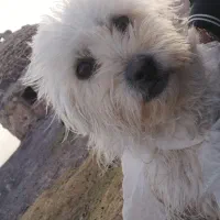 سگ شیتزو گمشده