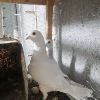 پاکستانی کرمانی عتیغه با کروات زرد عتیغه