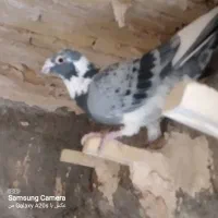 نر پریده و ماده پلنگ